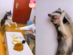 Chú chó vội vàng bịt mũi khi ngửi thấy mùi sầu riêng