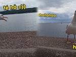Chú chim cười đắc chí khi thấy bạn té