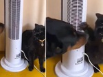 Mèo đánh chó tới tấp vì bị văng nước miếng vào mặt