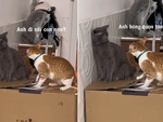 Chú mèo khép nép không dám hé nửa lời khi bạn đời mắng