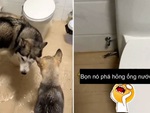 Sen gào thét bất lực khi chó cưng cắn hư ống nước