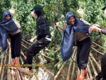'Cầu tình yêu' giúp các chàng trai cầu hôn thành công tuyệt đối
