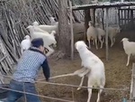 Chú cừu hổ báo bị sen cho ăn đòn
