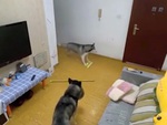 Chó husky vội tắt ti vi, đi lau nhà khi thấy sen về