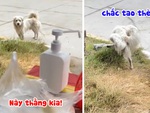 Chú chó thể hiện thái độ khinh bỉ, không nhận đồ bố thí