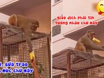 Màn giao dịch đầy uy tín của con cháu Tôn Ngộ Không