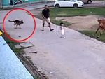 Chó becgie bảo vệ cô chủ khỏi con bò hung hăng