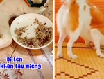 Chú chó sang chảnh ăn xong biết lấy khăn lau miệng