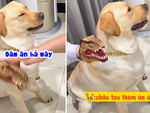 Chú chó giận dỗi không thèm ăn khi bị sen dằn mặt