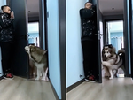 Husky chơi trốn tìm cố tình không thấy để sen vui