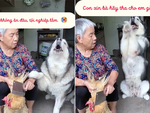 Husky chắp chân lạy xin bà chủ đừng làm thịt gà