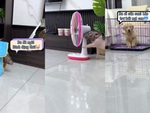 Chó con bị 'lão trư' bắt nạt