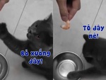 Chú mèo năn nỉ sen cho con tôm