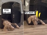 Chú chó đang thất tình còn bị cánh cửa 'trêu ngươi'