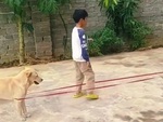 Chó bất lực khi phải đứng căng dây cho cậu chủ nhảy