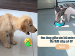 Chú lợn âm mưu cho đồng bọn uống nước rửa chân