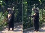 Chú gấu đi hai chân đủng đỉnh ngắm cảnh trên đường