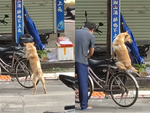 Chú chó ngồi xe đạp như em bé khi được ông chủ chở đi chợ