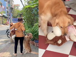 Golden một mực không cho cô chủ vứt gấu bông