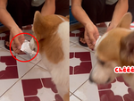 Corgi hết giận dỗi khi sen cho ăn nguyên hộp sữa chua