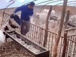 Người đàn ông '5 lần 7 lượt' bị dê húc ngã khi cho ăn
