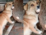 Chú chó đứng hình khi bị bắt quả tang trộm trứng gà