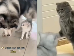 Husky vội giảng hòa khi thấy hai chú mèo cãi nhau