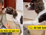 Cô chủ bị cún cưng dỗi vì bất lịch sự