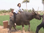 Nữ diễn viên ngã nhào xuống mương nước khi cưỡi trâu