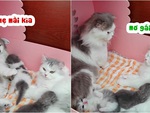 Chú mèo khổ sở vì bị bạn đời đánh oan