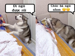 Husky nhất quyết bắt bà đi ngủ sớm
