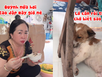 Chú chó hối lỗi khi bị sen mắng vì cắn võng