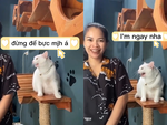 Chú mèo gắt gỏng vì cô chủ hát dở