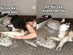 Được cô chủ hôn, husky liền giở giọng làm cao