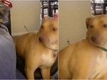 Chú chó sang chấn tâm lý vì bị mèo tát