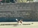 Chú chó nhảy thử 2 lần để tính toán độ cao bức tường để leo lên