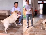 Chú chó suốt ngày cà khịa cậu chủ bị gãy tay