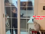 Chú mèo lém lỉnh chốt cửa trong không cho chủ vào