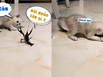 Chú mèo hạ knock out tôm càng trong một nốt nhạc