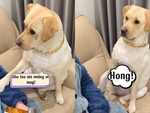 Chú chó năn nỉ sen cho miếng snack