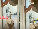 Hai chú chó ngơ ngác tìm ông chủ đang đu trên cánh cửa