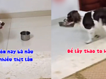 Chú chó lém lỉnh lấy tô to khi nghe sen nấu nhiều đồ ăn ngon