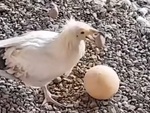 Chim gắp đá đập trứng để ăn