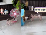 Chú lợn biết bật quạt rồi tắt đèn đi ngủ