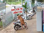 Vợ bí mật giấu ví khiến chồng tìm hoa mắt