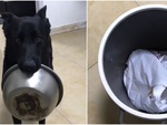 Chú chó giận hờn vì sen quên mình bỏ đồ ăn thừa vào sọt rác