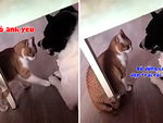 Mèo dùng chiêu mỹ nhân kế với chú chó nhưng không thành