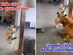 Chó Corgi đi vòng ra ngoài cửa rồi mới dám hổ báo với Golden