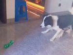 Chú chó chăn cừu bắt xương cực đỉnh