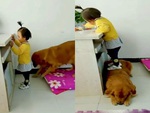 Chú chó lấy thân mình cho cô chủ kê chân lấy đồ